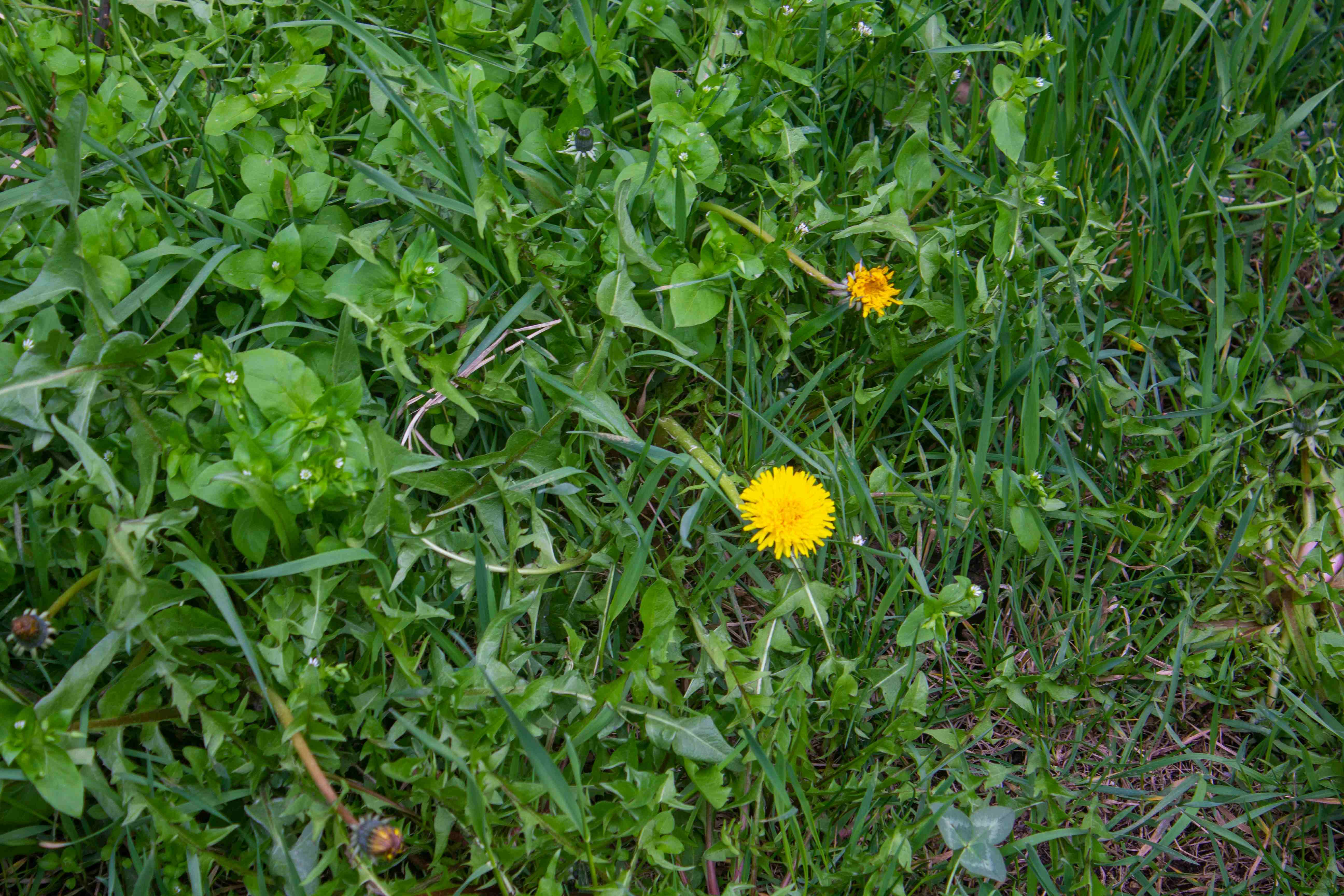 Common Lawn Weeds in Nairobi: How to Identify, Prevent and Control Them